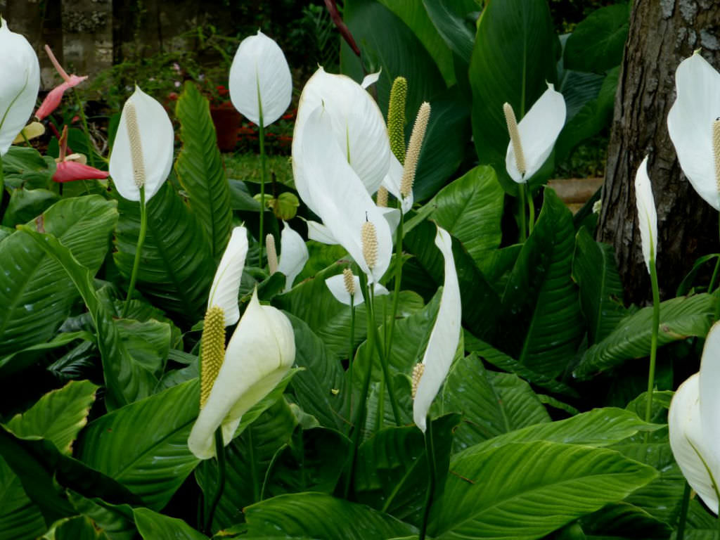 Spathiphyllum Wallisii Peace Lily World Of Flowering Plants Spathiphyllum Wallisii Peace Lily World Of Flowering Plants