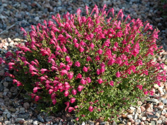 Subshrub (Scutellaria suffrutescens)