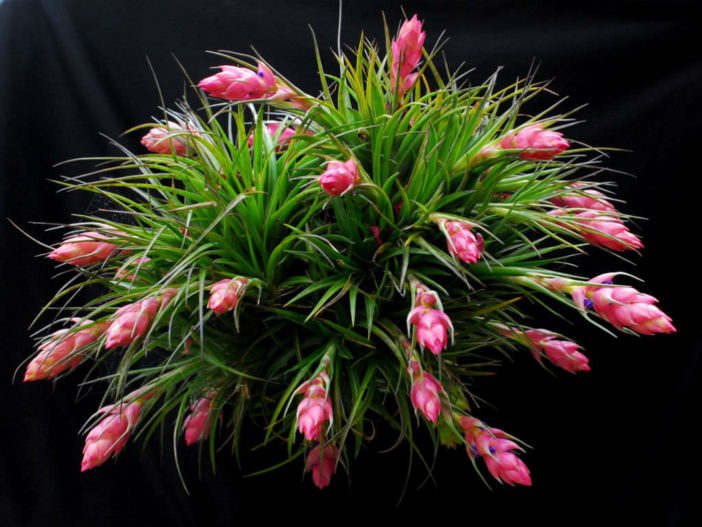 Tillandsia stricta - Upright Air Plant