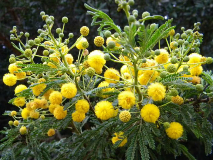 Vachellia karroo - Sweet Thorn