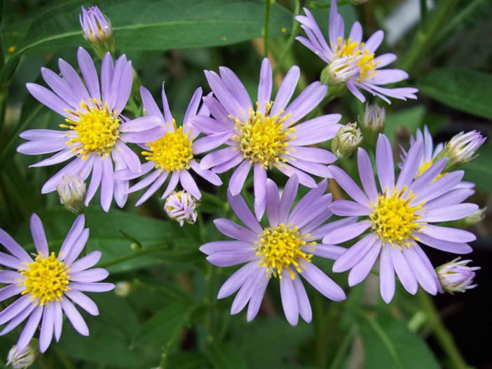 Aster tataricus - Tartarian Aster