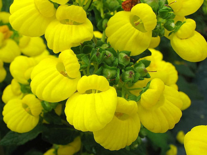 Calceolaria integrifolia - Lady's Slipper