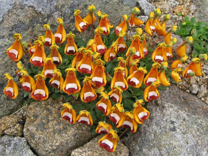 Calceolaria uniflora - Darwin's Slipper