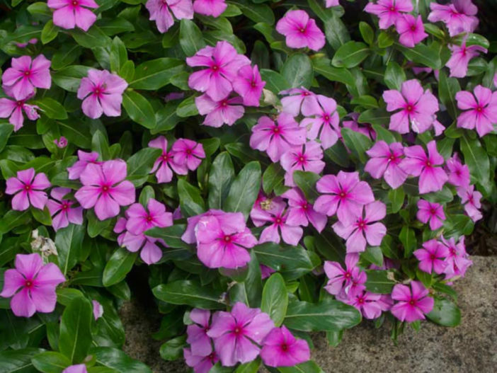 Catharanthus roseus - Madagascar Periwinkle