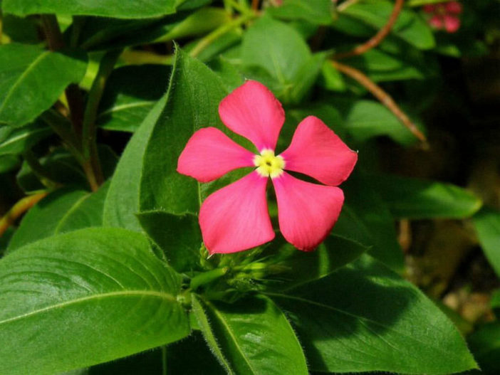 Catharanthus trichophyllus