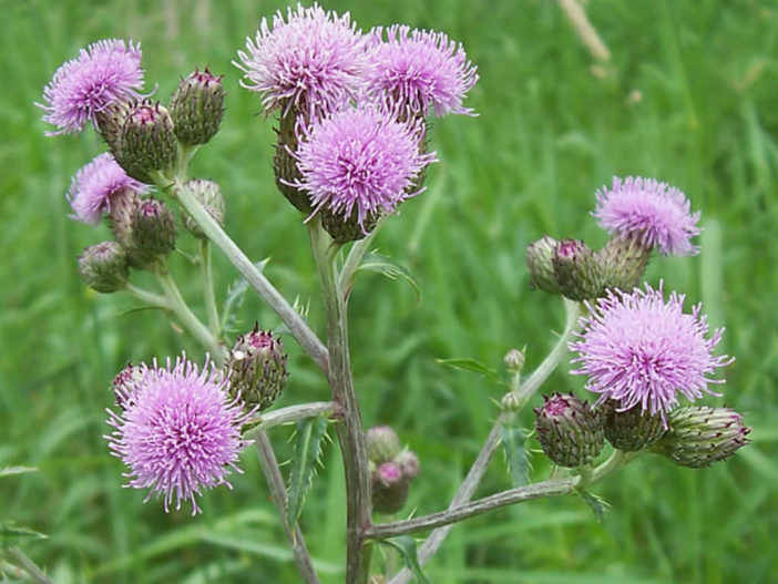 Cirsium arvense - Creeping Thistle Canada Thistle