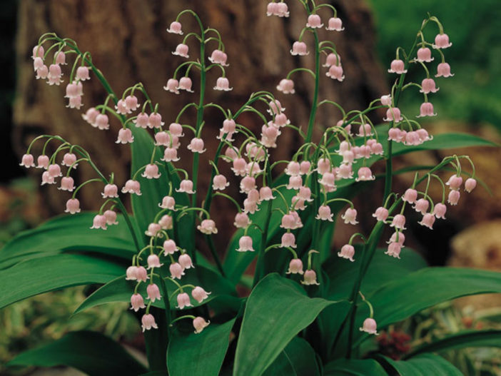 Convallaria majalis var. rosea - Pink Lily of the Valley