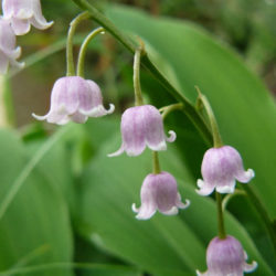 Convallaria majalis var. rosea - World of Flowering Plants