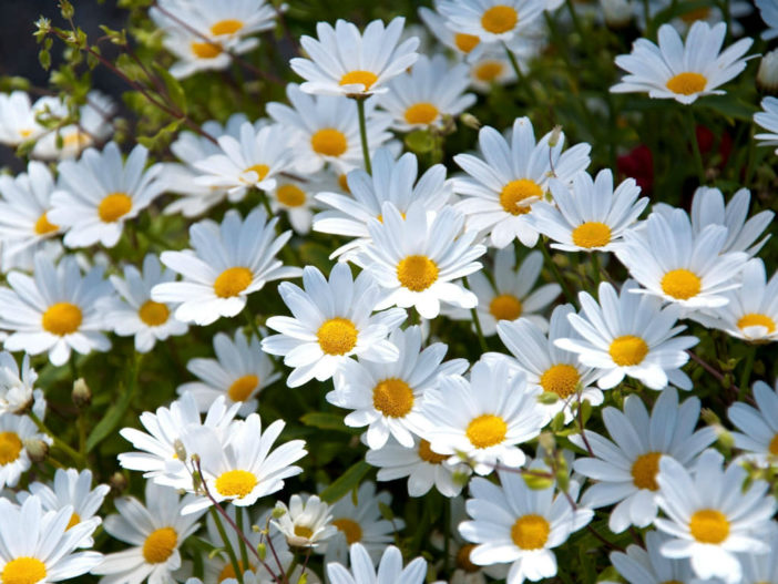 Pictures of daisies