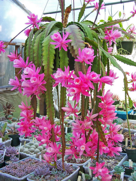 Disocactus phyllanthoides (German Empress) - World of Flowering Plants