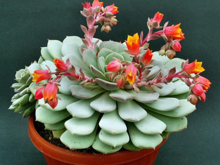 Echeveria globulosa