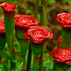 Etlingera corneri (Rose of Siam) - World of Flowering Plants