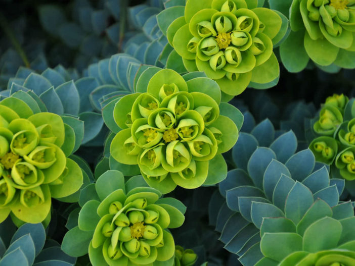 Euphorbia myrsinites - Myrtle Spurge