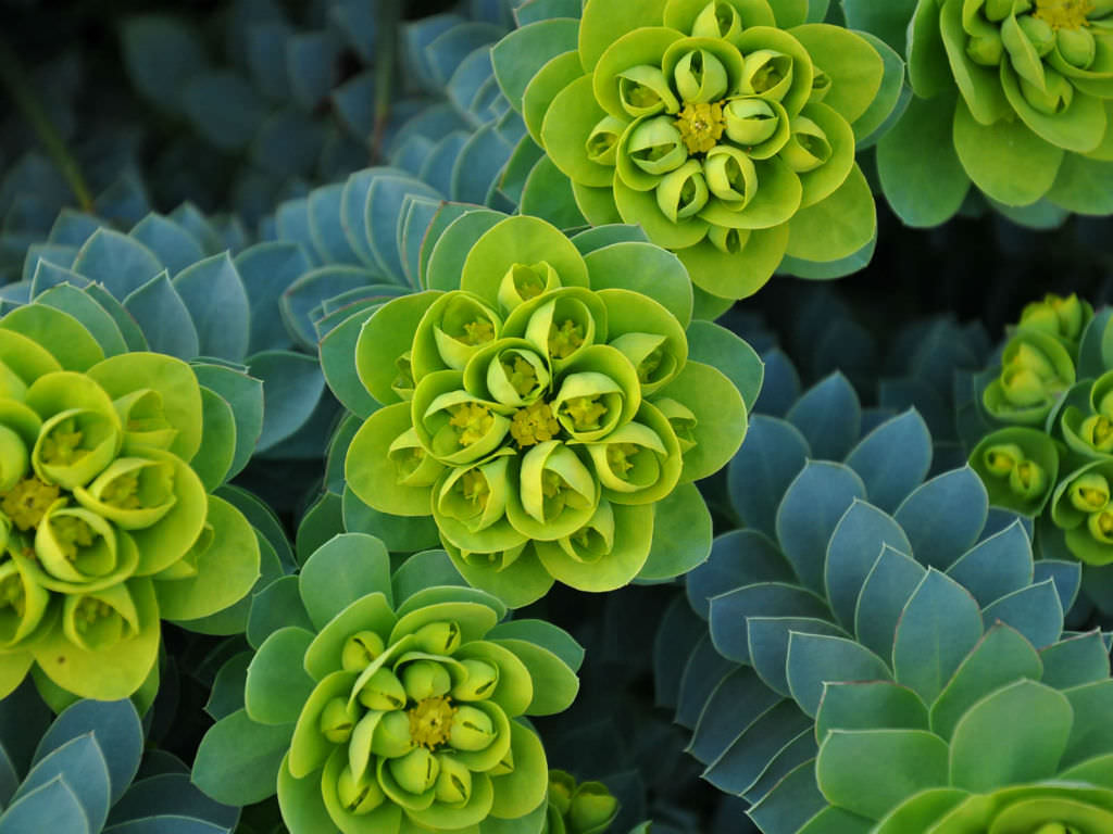 Euphorbia myrsinites (Myrtle Spurge) World of Flowering