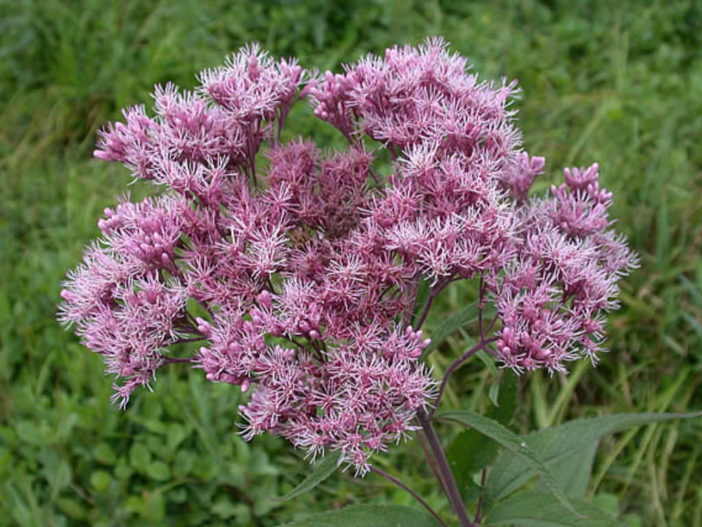 Eutrochium maculatum - Spotted Joe-Pye Weed