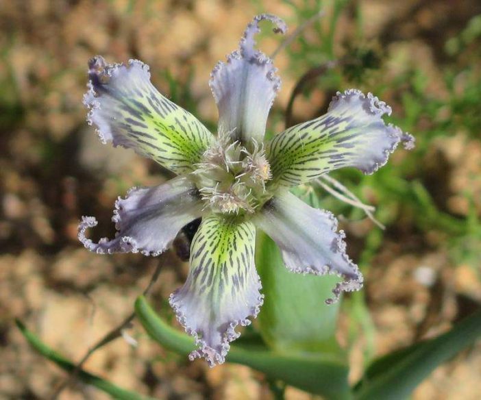 Ferraria ferrariola - Spider Iris