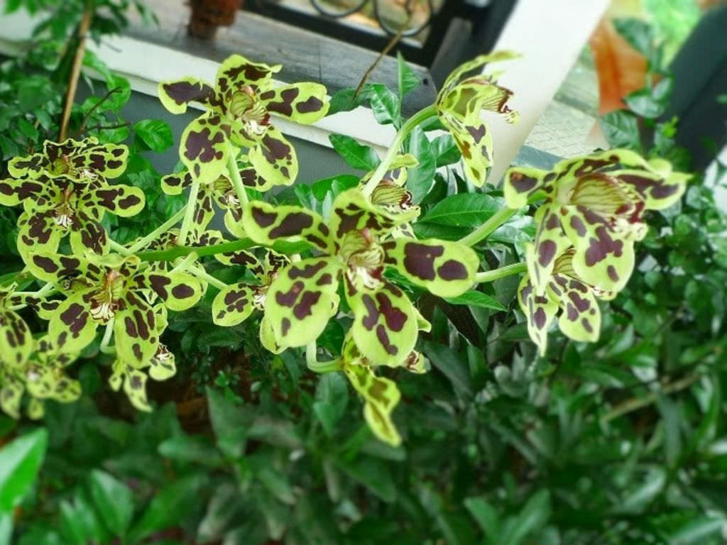  Grammatophyllum scriptum  Bell Orchid World of 