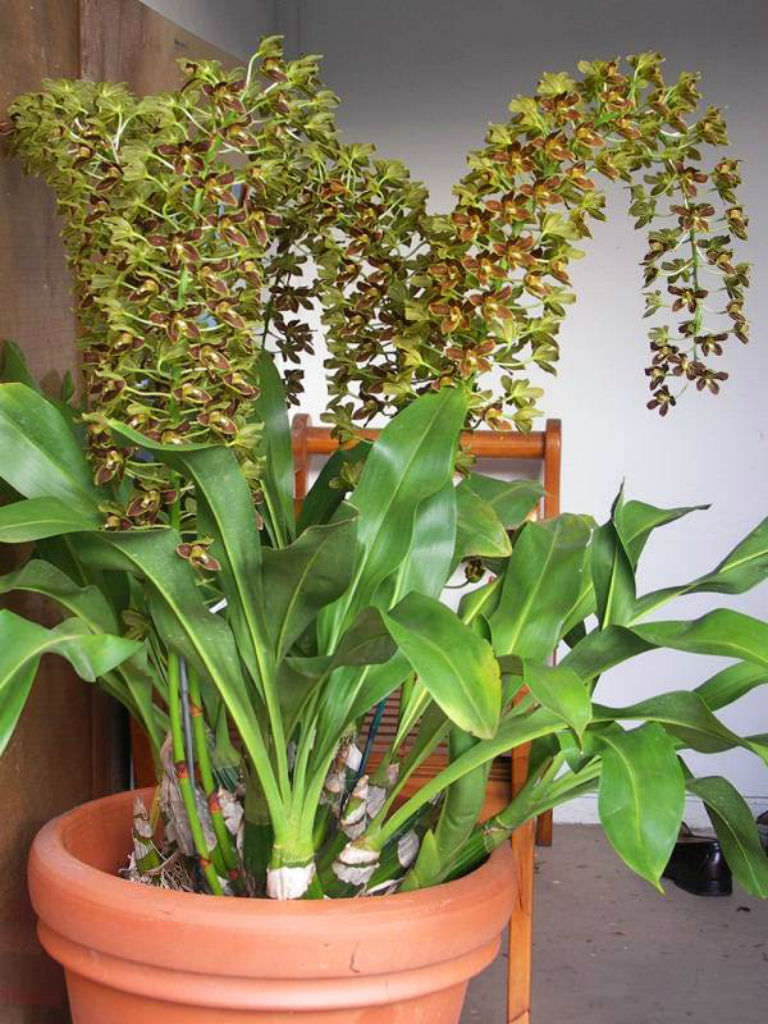  Grammatophyllum scriptum  Bell Orchid World of 