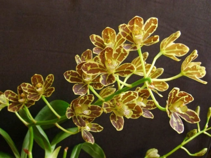 Grammatophyllum scriptum var. kiilani