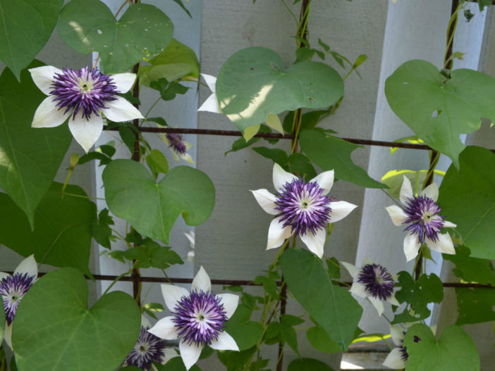 Liana (Clematis florida 'Sieboldii')