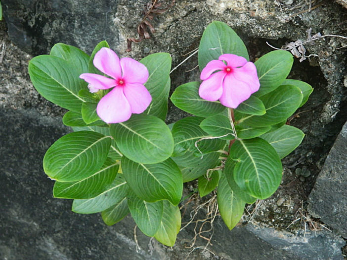 Lithophyte (Catharanthus roseus)