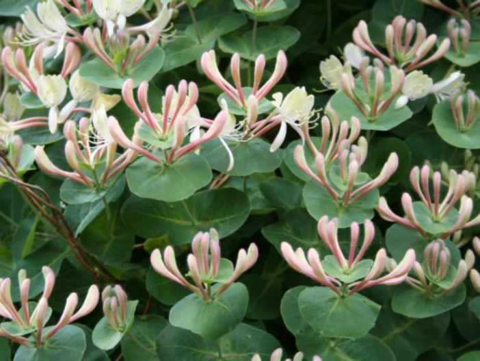 Lonicera caprifolium - Perfoliate Honeysuckle