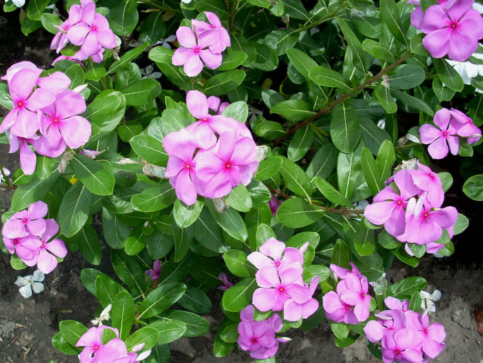 Madagascar Periwinkle (Catharanthus roseus)