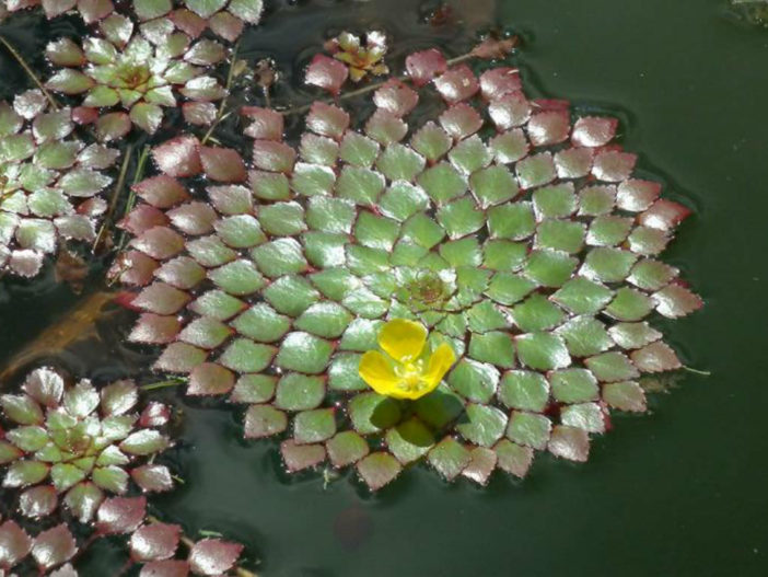 Mosaic Plant (Ludwigia sedoides)