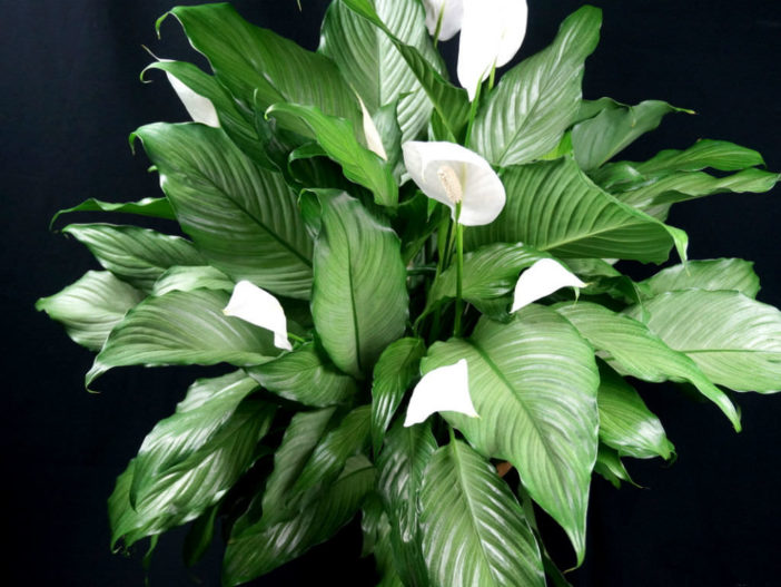 Peace Lilies (Spathiphyllum)