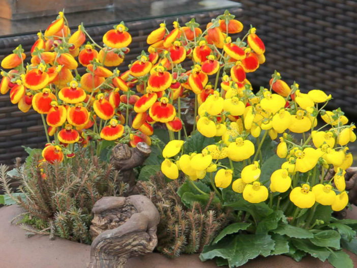 Pocketbook Plants (Calceolaria)