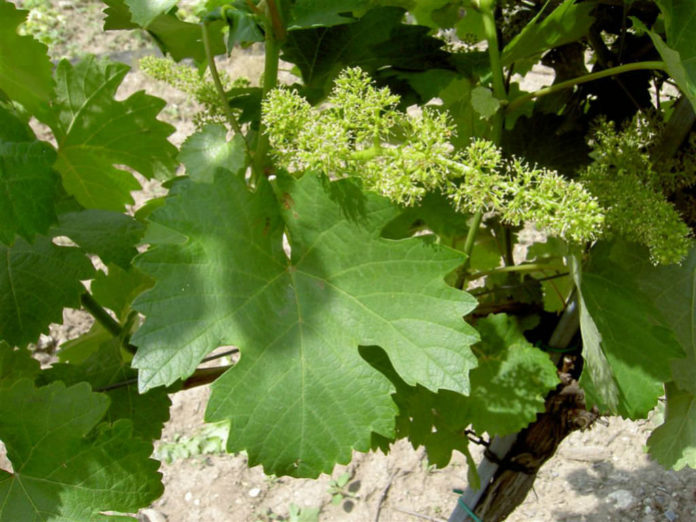 Vitis Vinifera (common Grape Vine) - World Of Flowering Plants