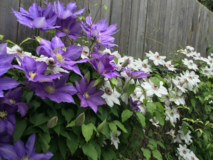 Clematis