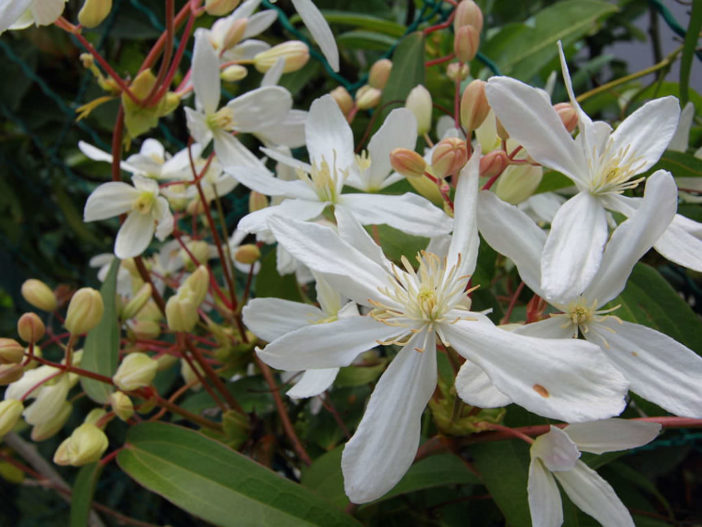 Clematis armandii - Evergreen Clematis