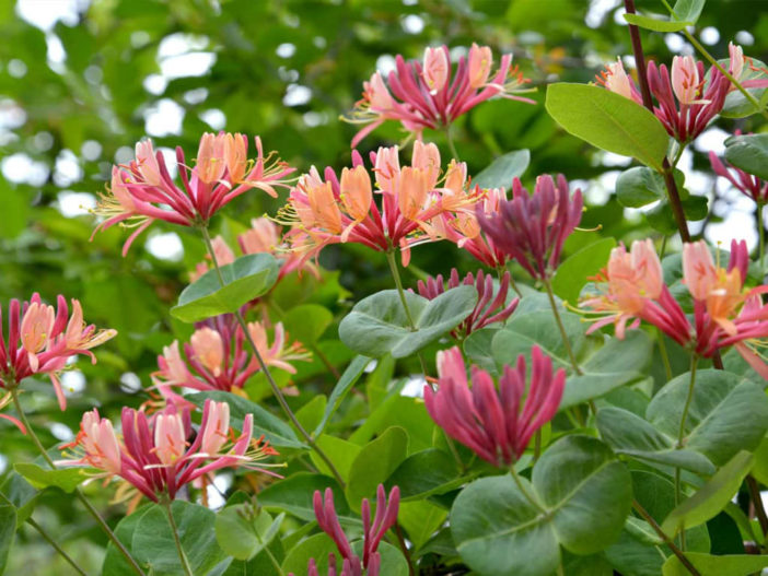 Climbing Plant (Lonicera x heckrottii)