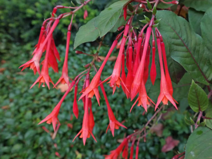 Fuchsia triphylla