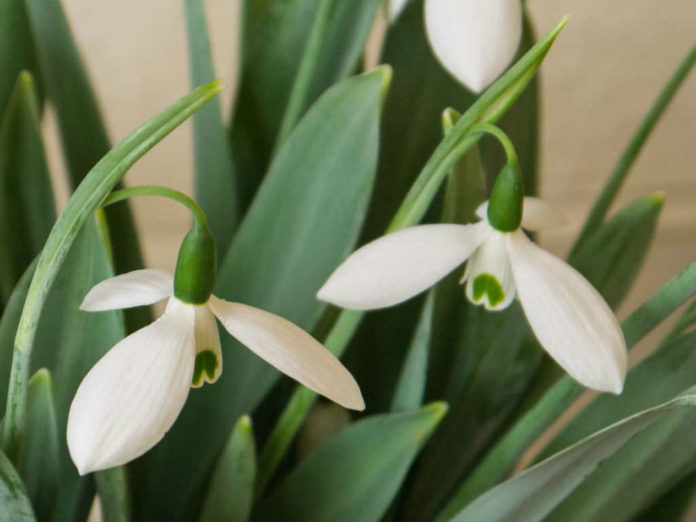 Galanthus elwesii (Greater Snowdrop) - World of Flowering Plants