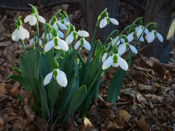 Galanthus elwesii - Greater Snowdrop