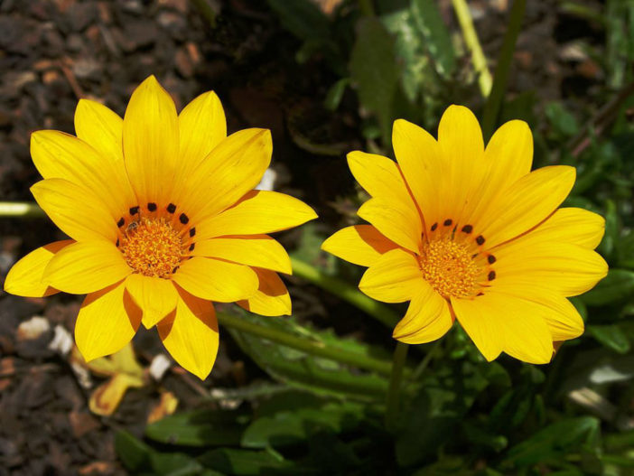 Gazania rigens - Treasure Flower