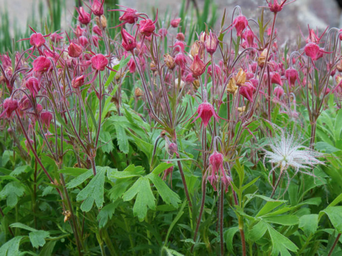 Geum triflorum - Prairie Smoke