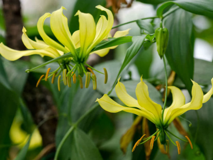 Gloriosa superba 'Greenii' - Gloriosa Lily