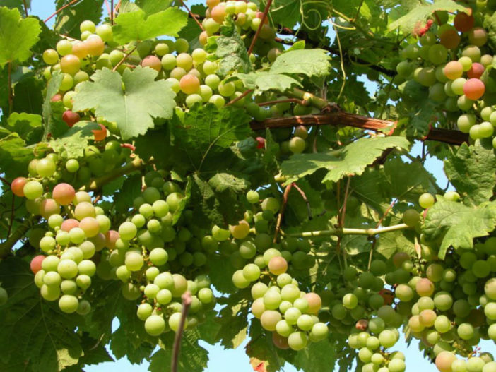 Grapevines (Vitis vinifera)
