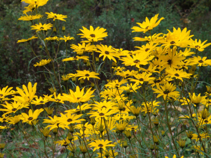 Helianthus angustifolius (Swamp Sunflower) World of Flowering Plants