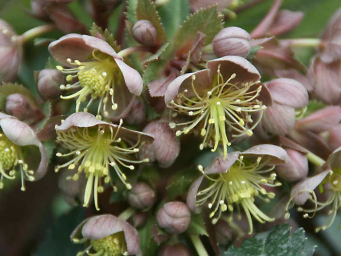 Helleborus lividus - Majorcan Hellebore