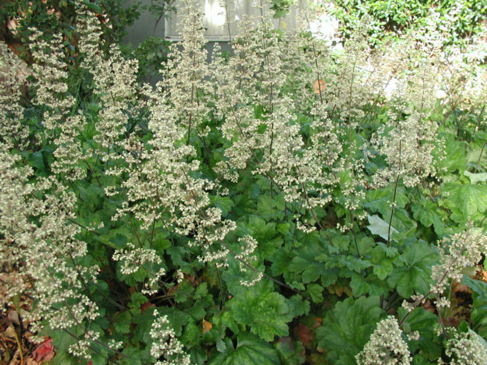 Heuchera maxima - Island Alum Root