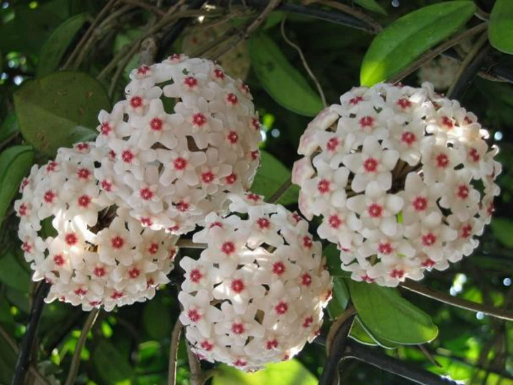 Hoya carnosa (Wax Plant) - World of Flowering Plants