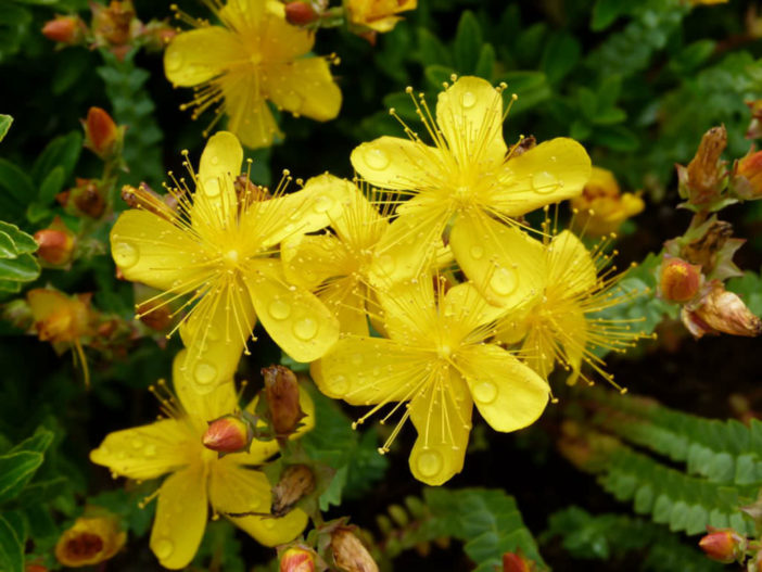 Hypericum olympicum - Mount Olympus St. John's Wort