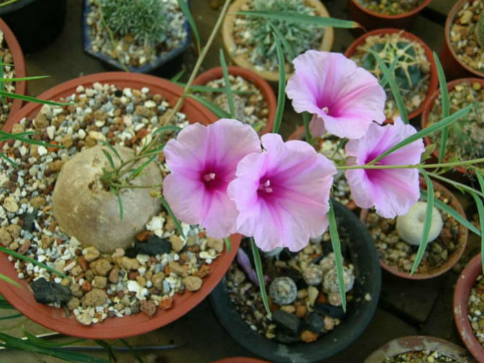 Ipomoea bolusiana