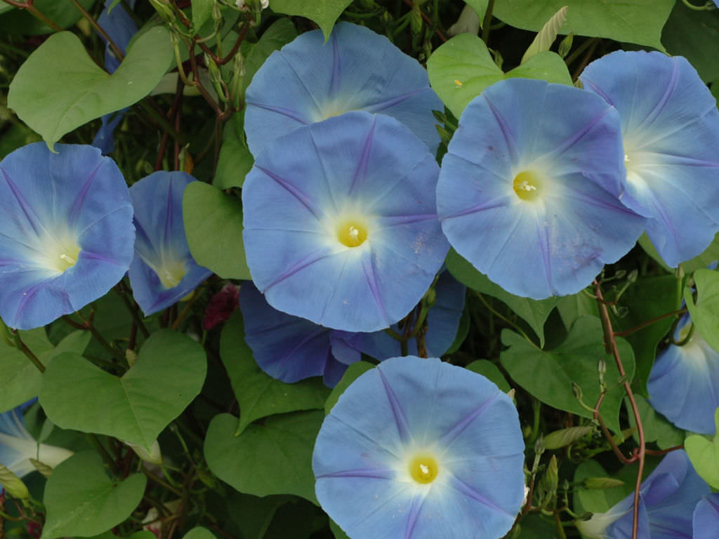 Ipomoea tricolor (Morning Glory) | World of Flowering Plants