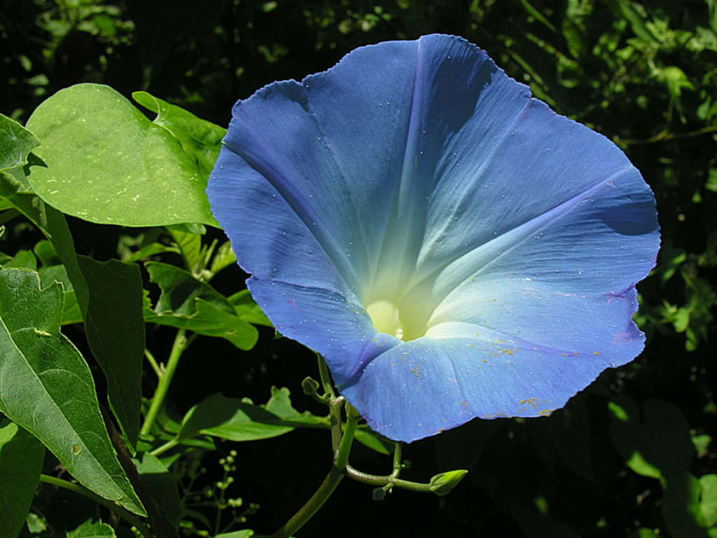 Ipomoea tricolor (Morning Glory) - World of Flowering Plants