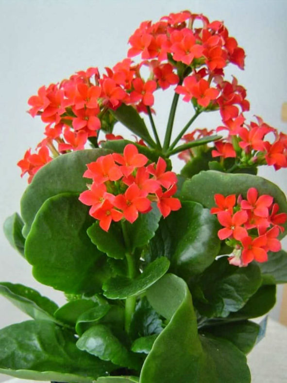 Kalanchoe blossfeldiana (Flaming Katy) - World of Flowering Plants